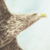 Envol Aigle à queue blanche - Peintre de Nihonga, 